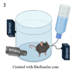 Mousemodel for studying 