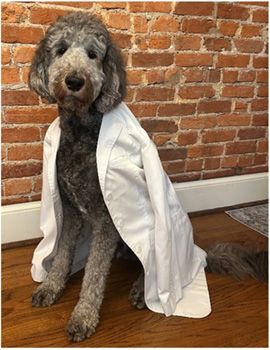 Henry the dog in a lab coat
