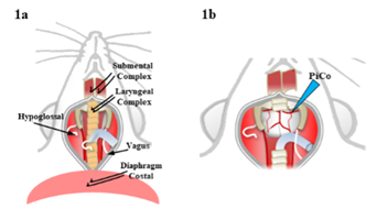 Diagram of breathing