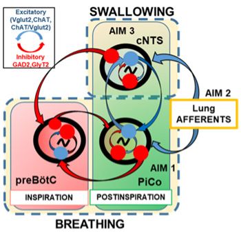 Diagram of Swallowing