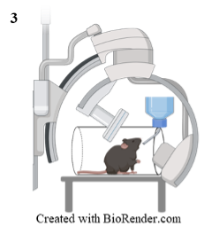 mouse being studied